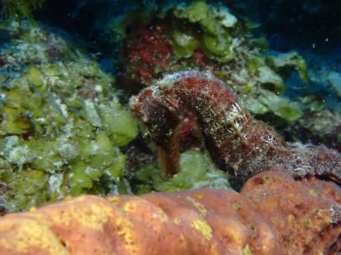 Denizde çekilen kırmızı deniz atı makrosu. 