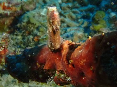Denizde çekilen kırmızı deniz atı makrosu. 