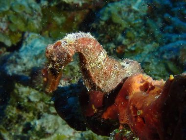 Denizde çekilen kırmızı deniz atı makrosu. 