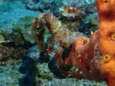 Denizde çekilen kırmızı deniz atı makrosu. 