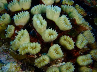 Karayiplerdeki mercan kayalıkları 