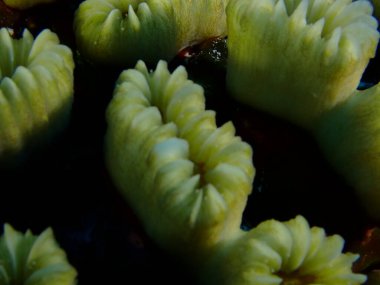 Mercanın makro görüntüsü. 