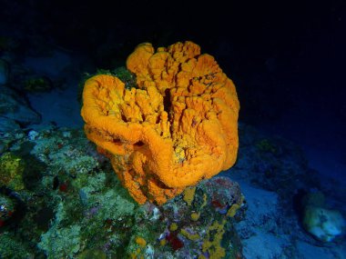 Gece dalışında mercan kayalıkları 