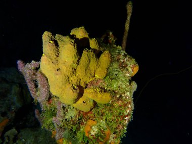 Gece dalışında sarı mercan 