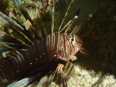 Denizdeki aslan balığı istilacı türler