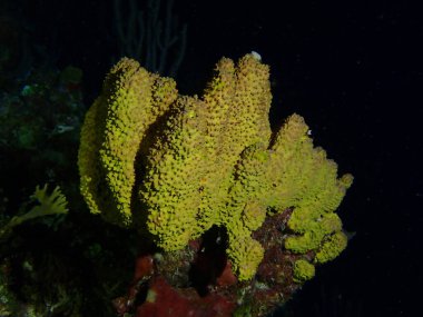 Gece dalışında sarı mercan 