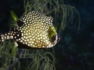 Suyun altında dalış yapan sandık balıkları 