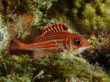 Resifteki renkli sincap balığı. 