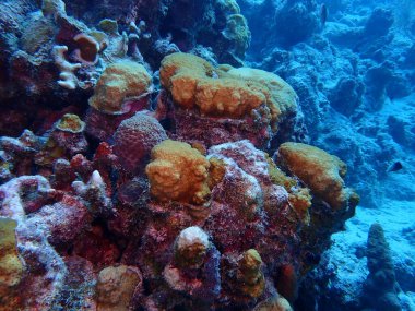 Mercan resifleri sualtı dalgıçlığını gösteriyor. 