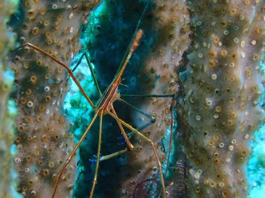 Deniz altı örümceği tüple dalış yapan karides 