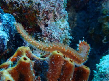 Deniz ateşi solucanı sualtı tüple dalıyor. 