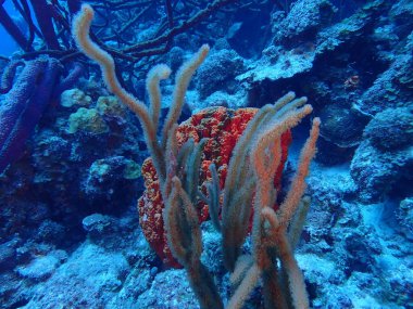 Mercan resif sualtı dalış 