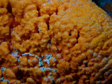 Karayip mercan resiflerinde tüplü dalış 