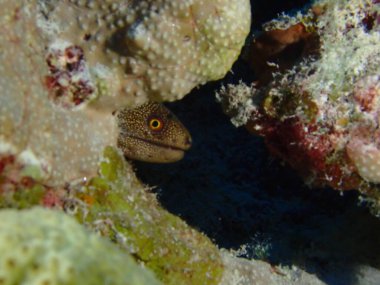 Müren balığı su altında dalış yapıyor. 