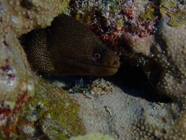 Müren balığı su altında dalış yapıyor. 