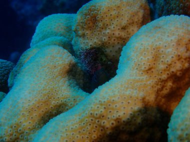 Moray mercanların arkasında. 