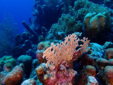 Mercan resif sualtı dalış 