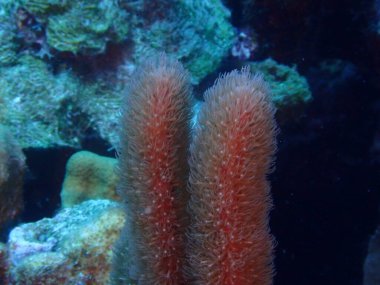 Mercan resif sualtı dalış 