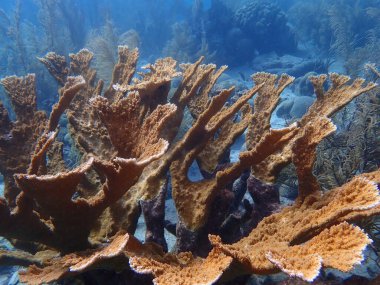 Mercan resif sualtı dalış 