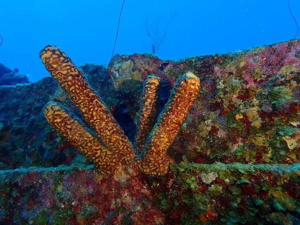 Üstün yapımcı enkaz dalışı curacao 
