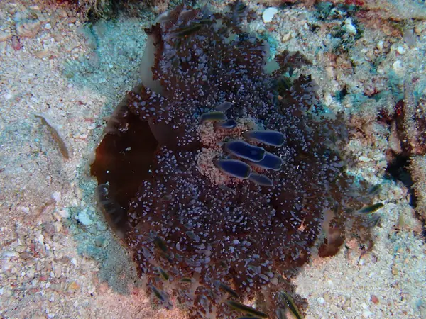 Denizanası baş aşağı