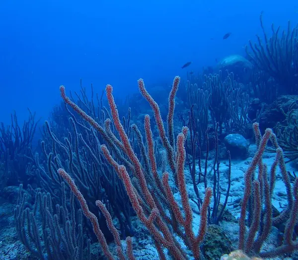 Renkli Karayip resifleri sualtı dalışı 