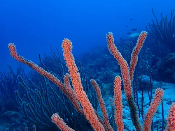 Renkli Karayip resifleri sualtı dalışı 