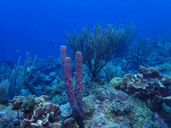 Renkli Karayip resifleri sualtı dalışı 