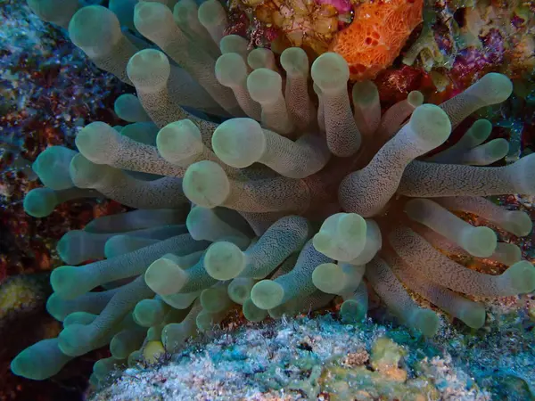 yeşil şakayık makro çekim 