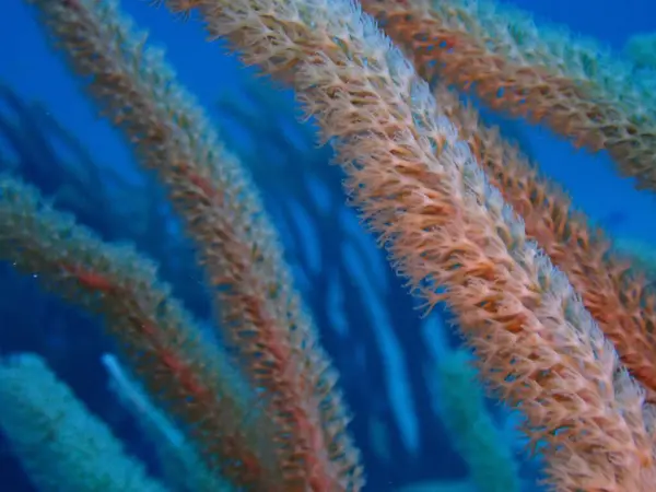 Renkli Karayip resifleri sualtı dalışı 