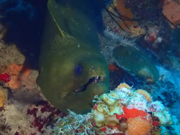 yeşil yılanbalığı suyun altında 