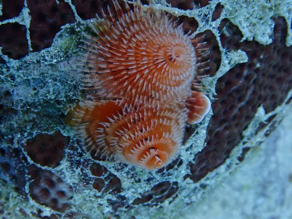 Deniz Noel ağacı solucanı