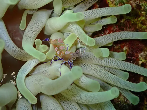 Renkli deniz karidesi sualtı makro shot 'ı.