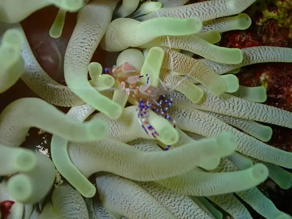 Renkli deniz karidesi sualtı makro shot 'ı. 