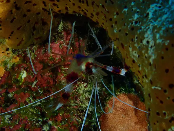 Deniz boksörü karides makro shot 'ı 