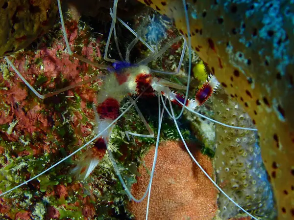 Deniz boksörü karides makro shot 'ı 
