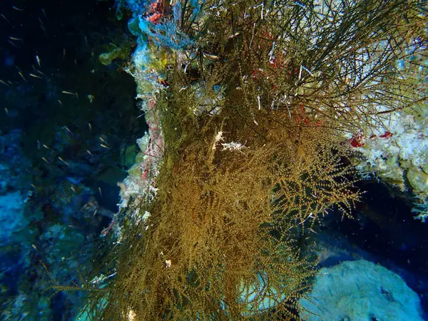 Mercan resifleri sualtı tüple dalış yapan su altı dünyası. 