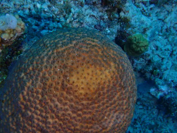 Mercan resifleri sualtı tüple dalış yapan su altı dünyası. 