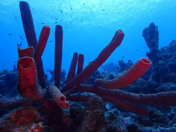 Scuba dalış yapan mercan resifleri sualtı dünyası