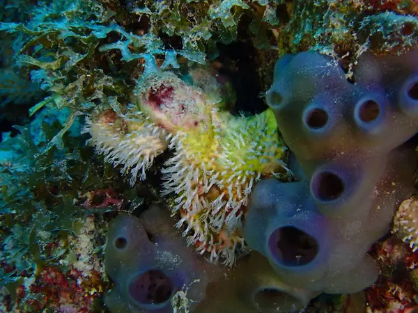 Mercan resifleri sualtı tüple dalış yapan su altı dünyası. 