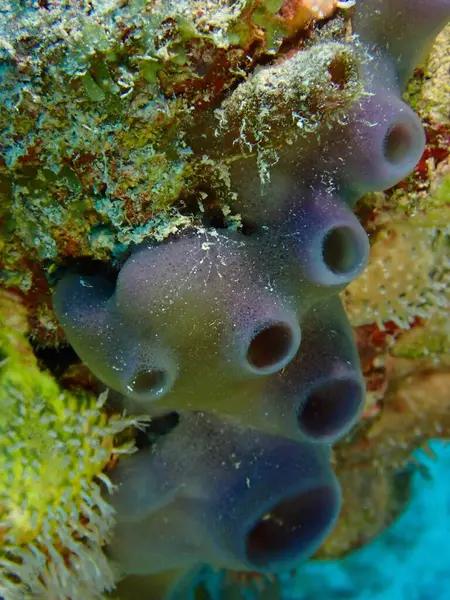 Mercan resifleri sualtı tüple dalış yapan su altı dünyası. 
