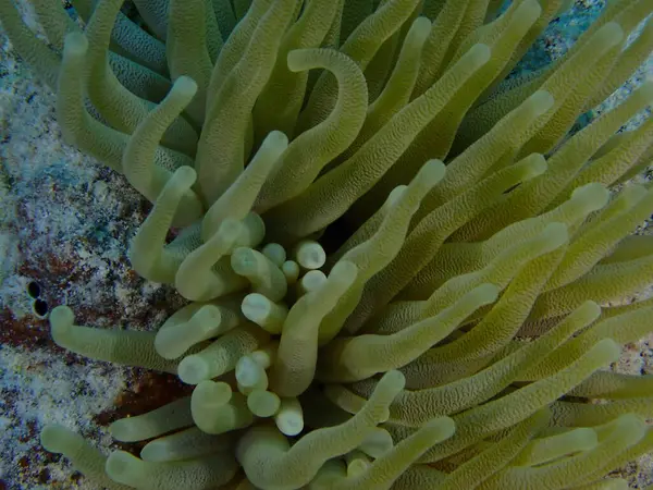 yeşil şakayık su altında tüple dalış