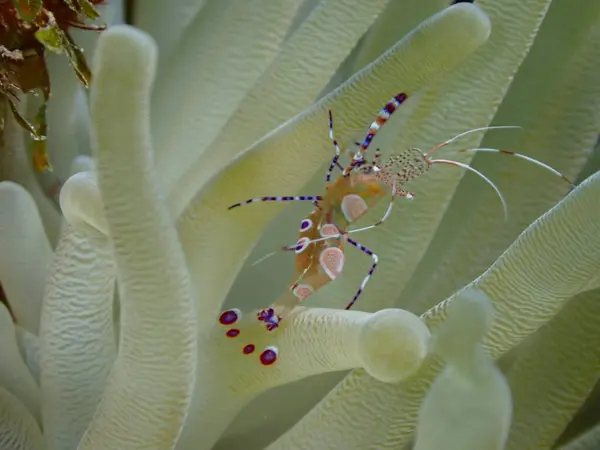Renkli karides sualtı makro shot 'ı 