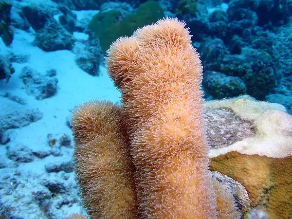 mercanların güzel fotoğrafları 