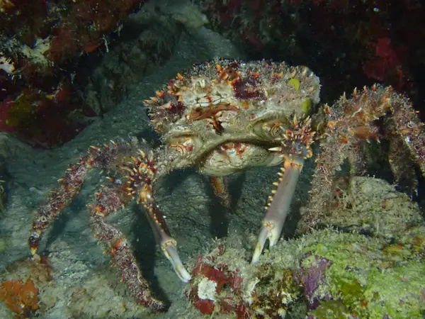 Denizde örümcek yengeci 