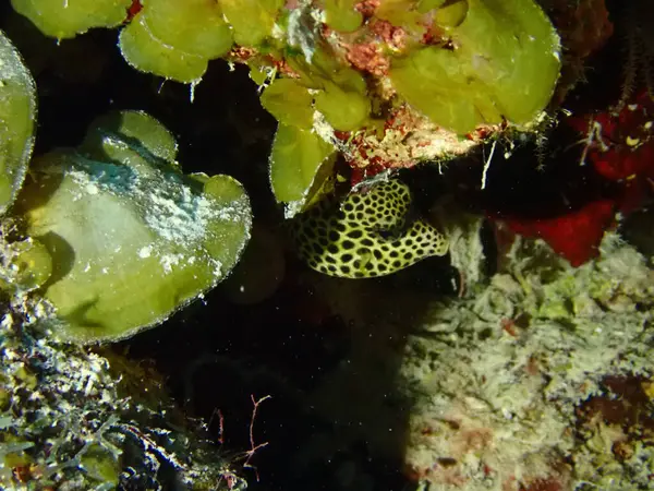 tütsülenmiş bebek sandık balığı denizde 