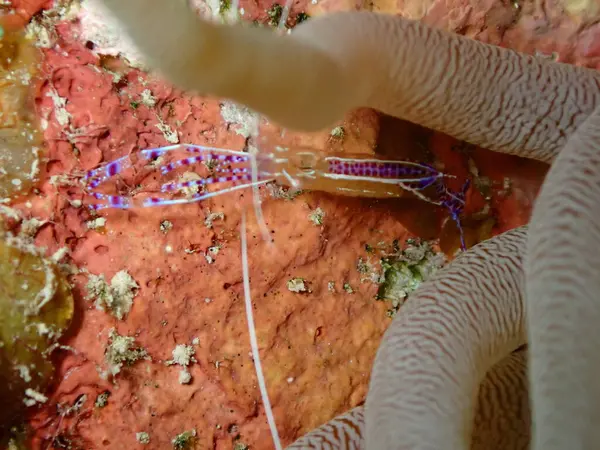 Renkli karides sualtı makro shot 'ı 