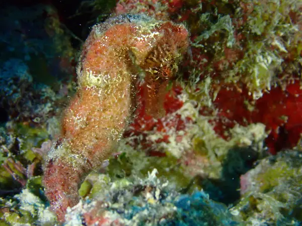 Denizde dalış yaparken çekilen renkli deniz atı makrosu. 