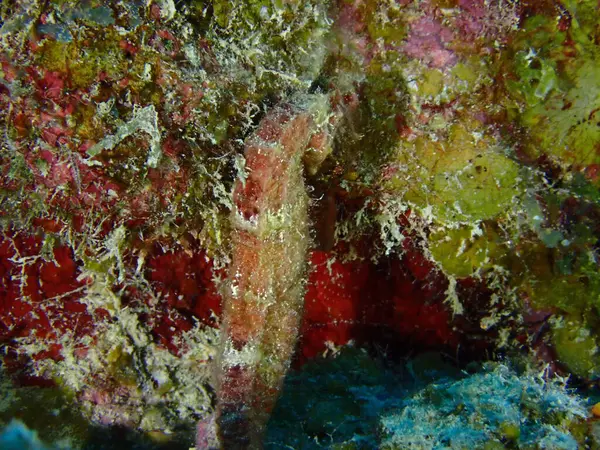 Denizde dalış yaparken çekilen renkli deniz atı makrosu. 