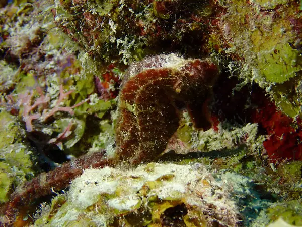 Denizde dalış yaparken çekilen renkli deniz atı makrosu. 